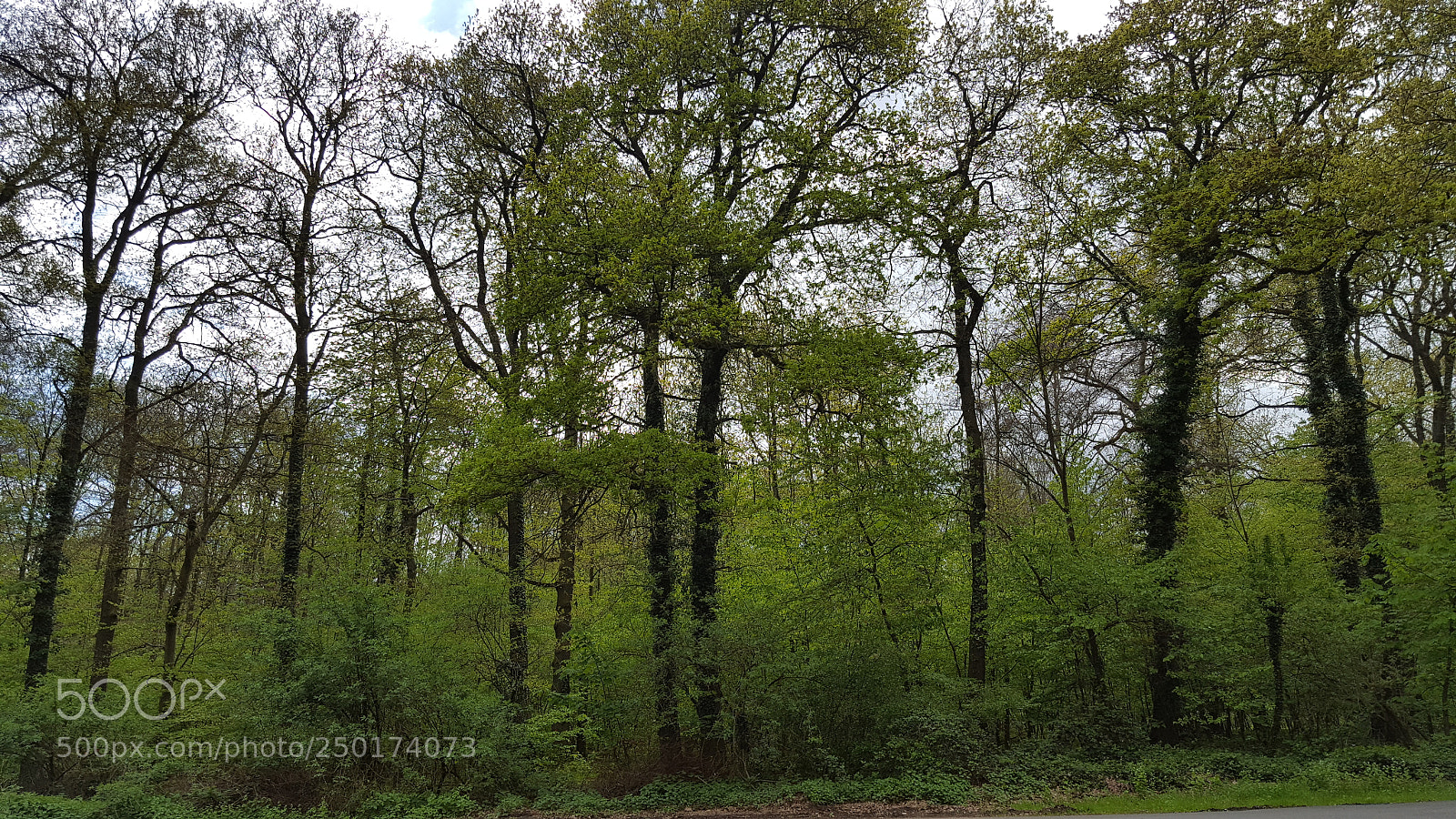 Samsung GALAXY S6 edge sample photo. Green forest photography