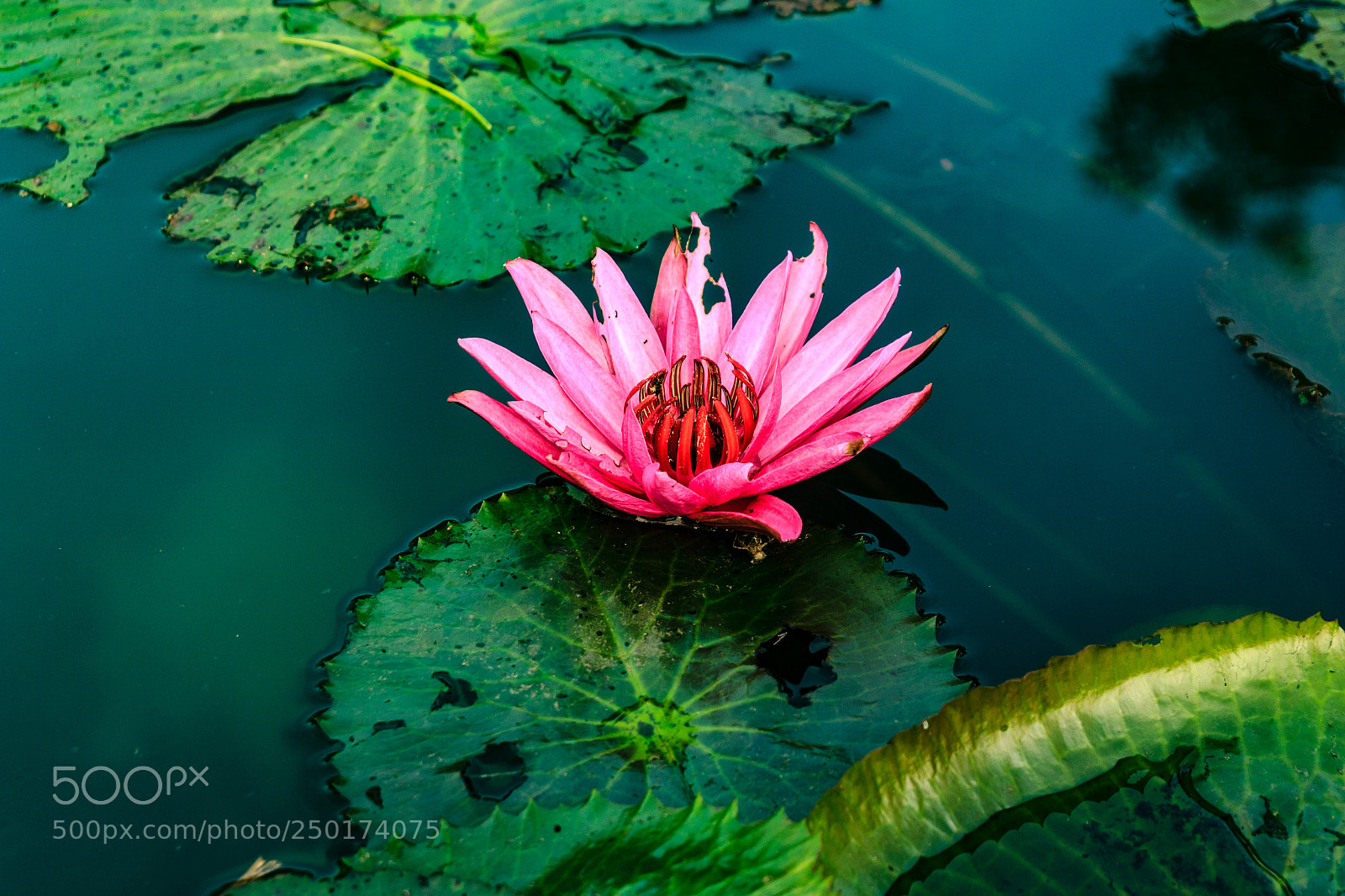 Canon EOS 550D (EOS Rebel T2i / EOS Kiss X4) sample photo. Water lily 2 photography