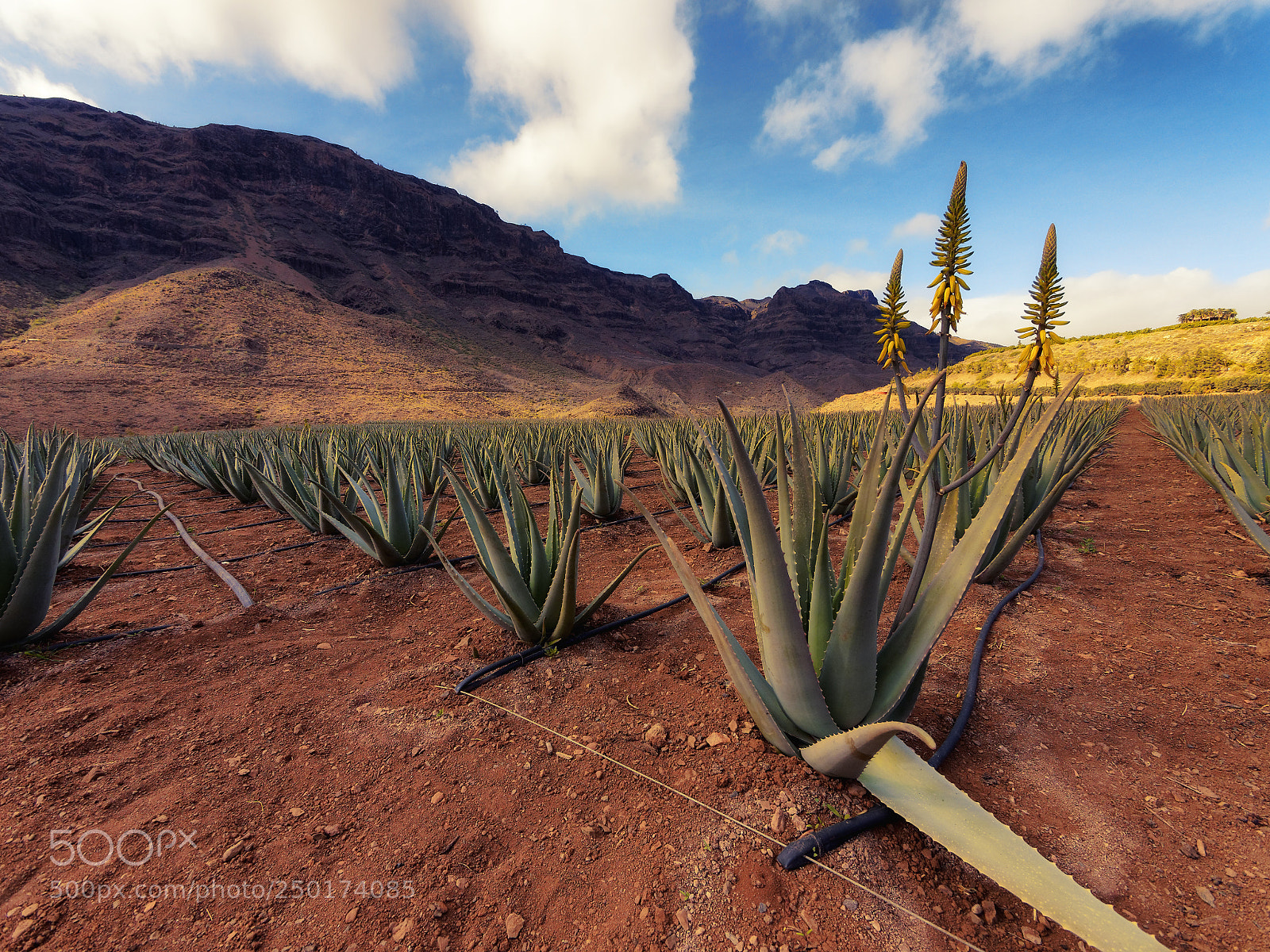 Olympus OM-D E-M5 II sample photo. Aloe plantation. photography