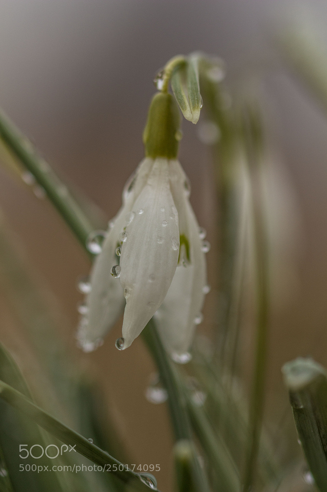 Canon EOS 700D (EOS Rebel T5i / EOS Kiss X7i) sample photo. Snowdrop photography