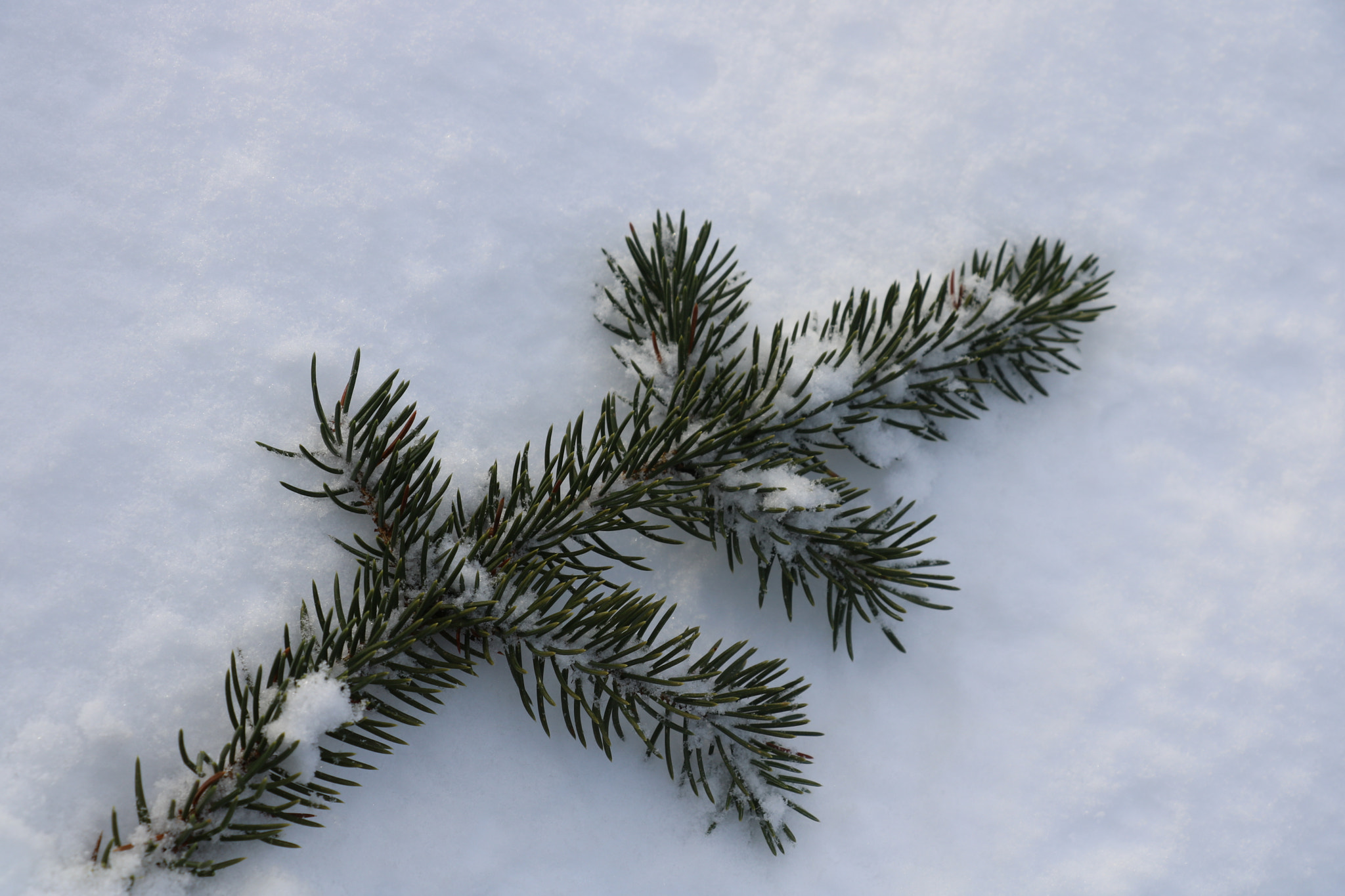 Canon EOS 750D (EOS Rebel T6i / EOS Kiss X8i) sample photo. Pine photography