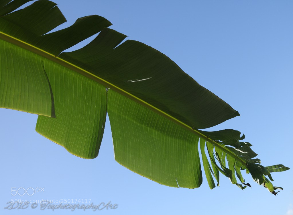 Canon EOS 750D (EOS Rebel T6i / EOS Kiss X8i) sample photo. Such is life, a photography