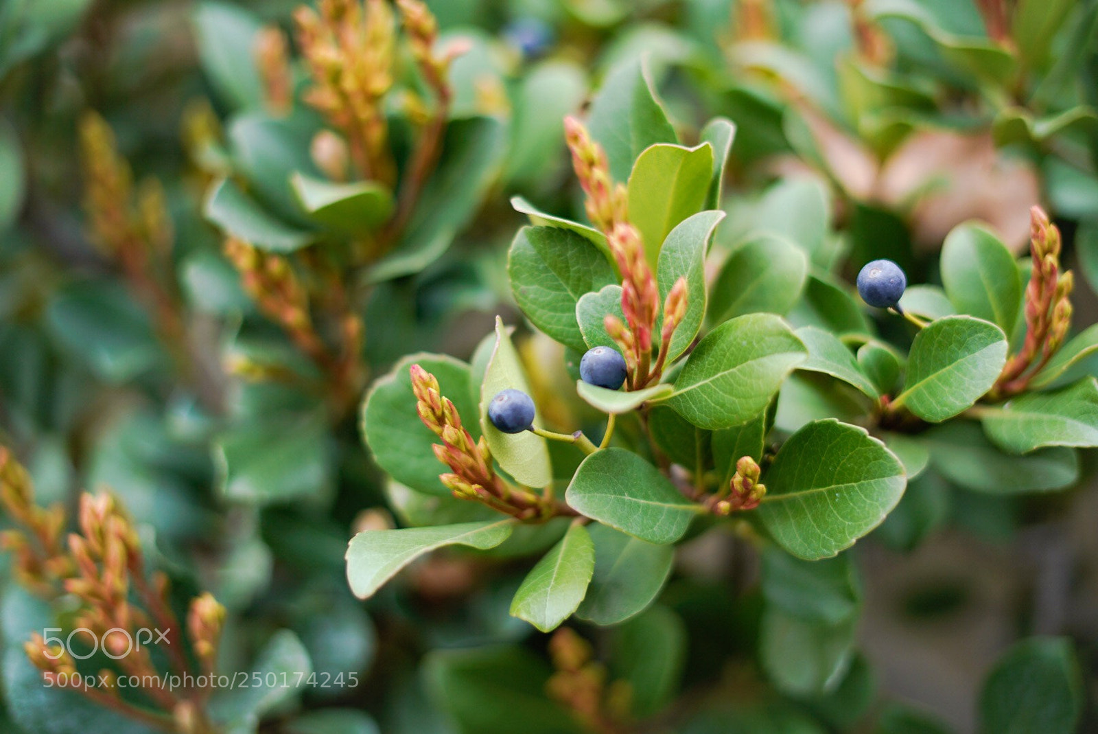Sony a7R III sample photo. Wild berries• photography
