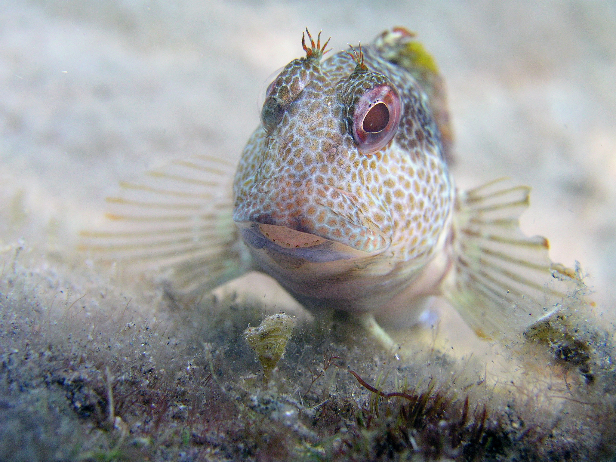 Olympus C5050Z sample photo. Parablennius pilicornis (vieja, ringneck blenny) photography