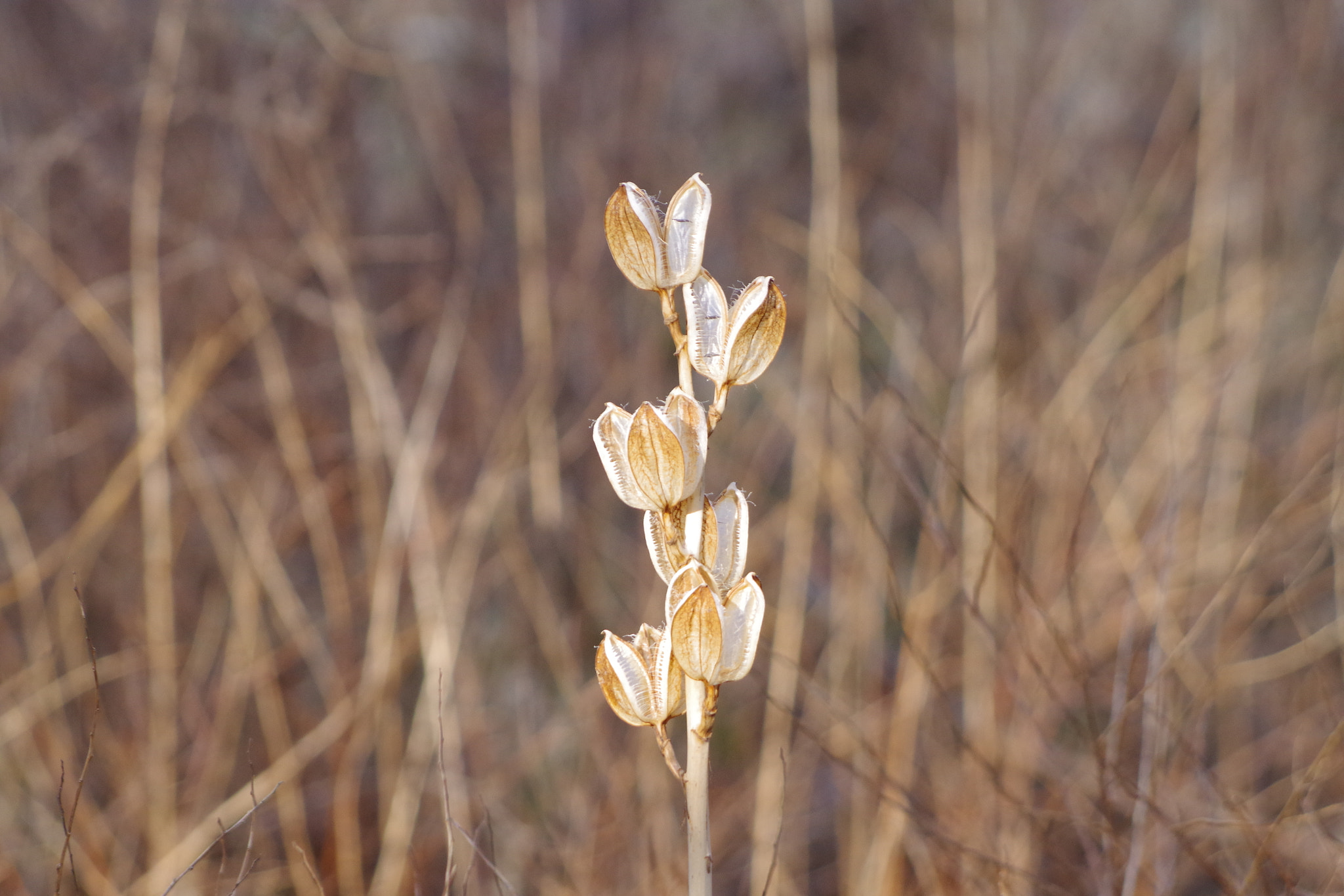 smc PENTAX-DA L 55-300mm F4-5.8 ED sample photo. Withered. photography