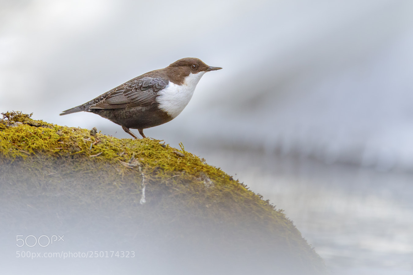 Canon EOS 5D Mark IV sample photo. Dipper photography