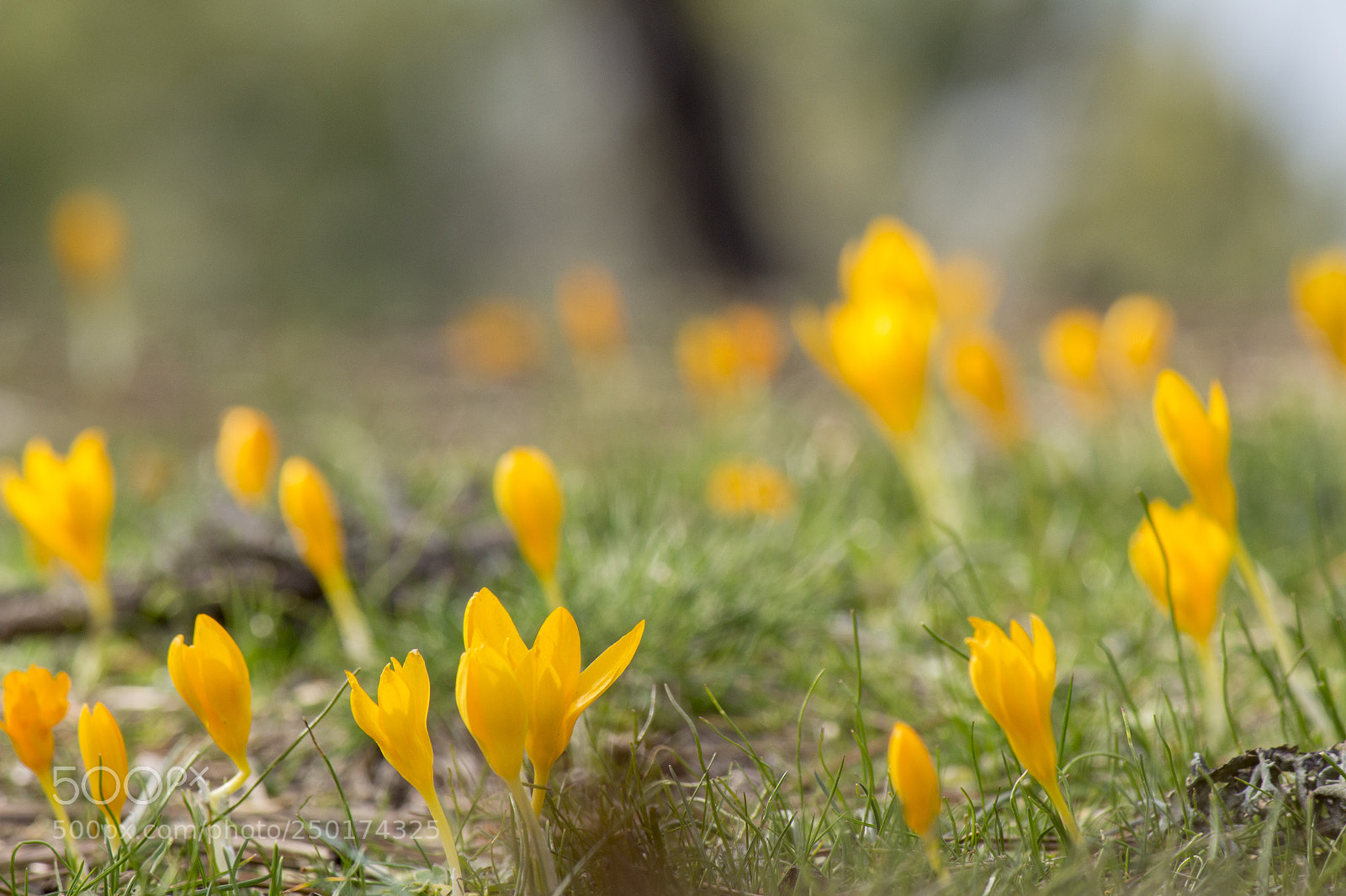 Canon EOS 650D (EOS Rebel T4i / EOS Kiss X6i) sample photo. Yellow flowers... photography