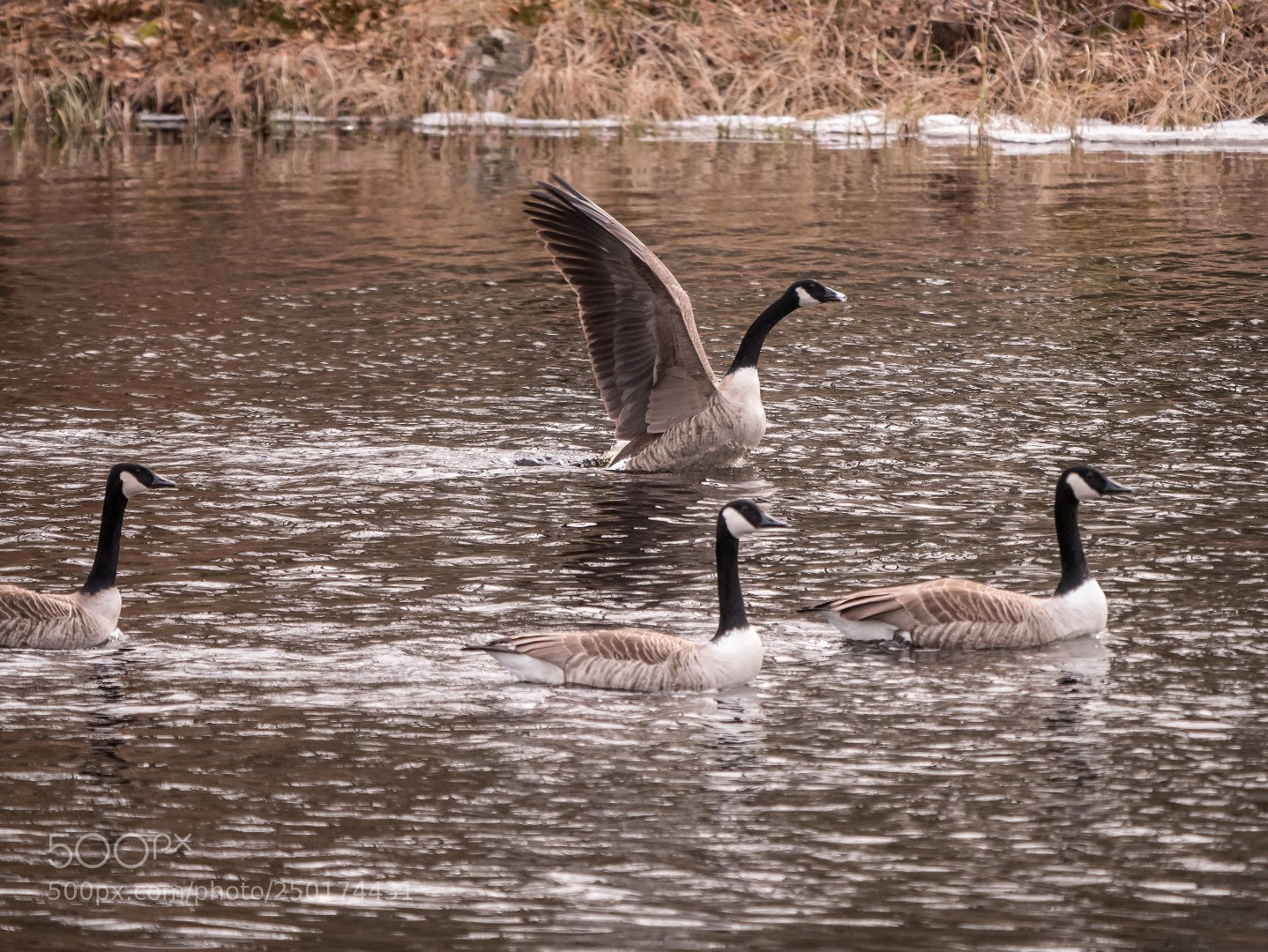 Panasonic Lumix DMC-GX85 (Lumix DMC-GX80 / Lumix DMC-GX7 Mark II) sample photo. Branta canadensis photography