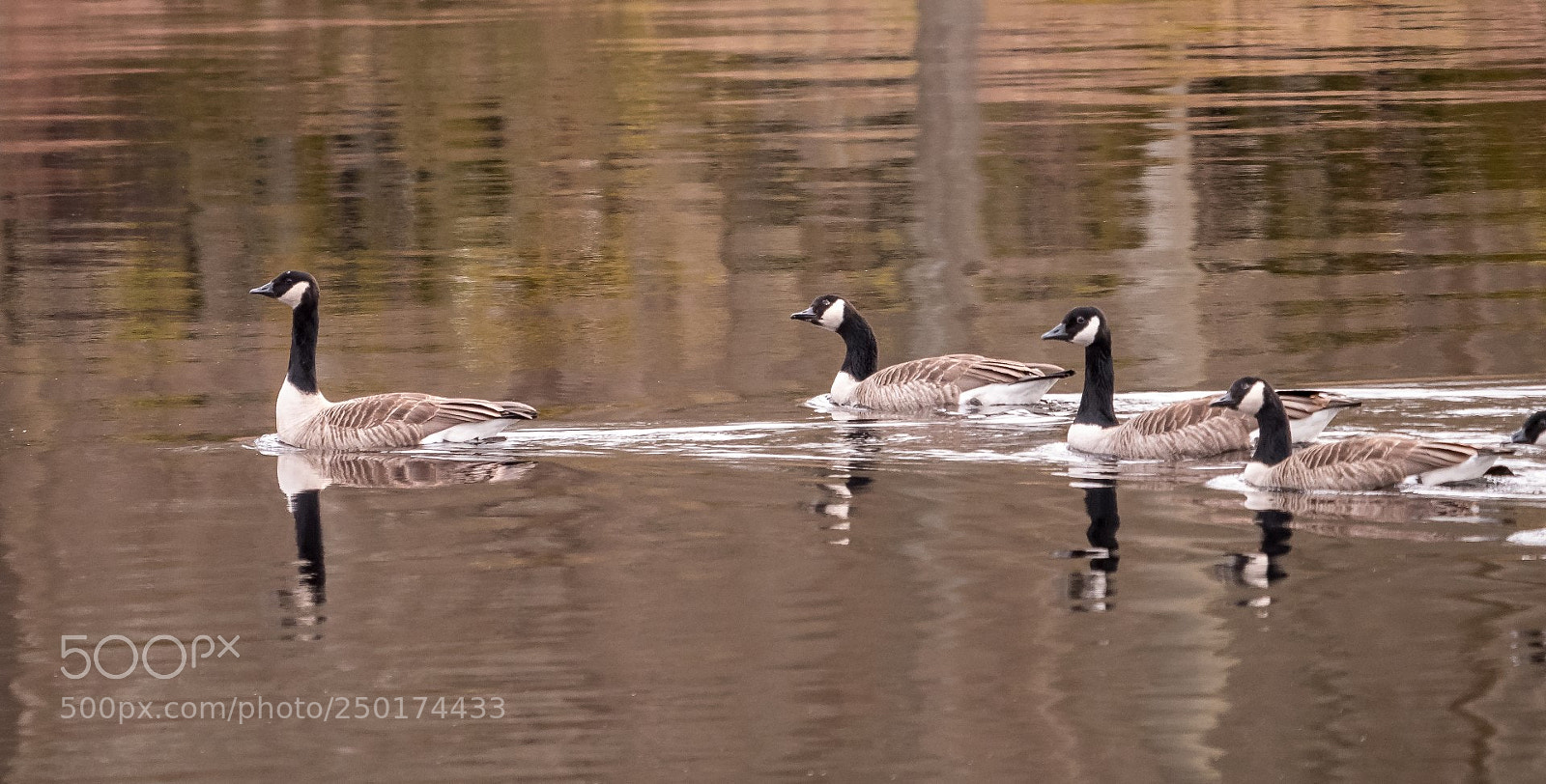 Panasonic Lumix DMC-GX85 (Lumix DMC-GX80 / Lumix DMC-GX7 Mark II) sample photo. Branta canadensis photography
