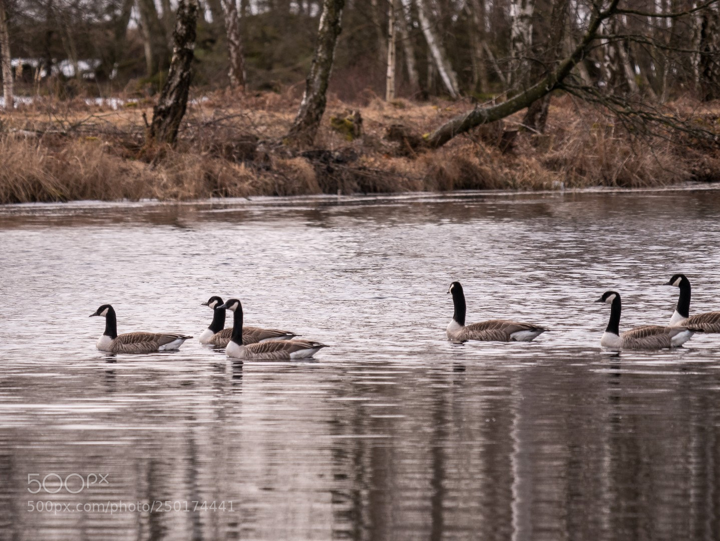 Panasonic Lumix DMC-GX85 (Lumix DMC-GX80 / Lumix DMC-GX7 Mark II) sample photo. Branta canadensis photography