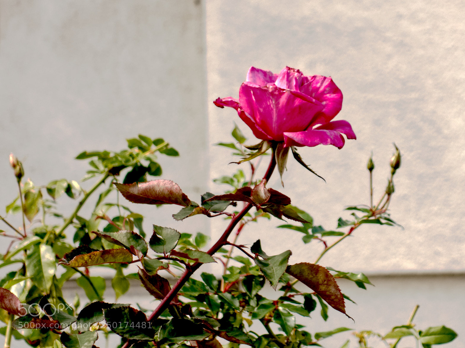Sony Cyber-shot DSC-RX100 III sample photo. Rose in bloom photography