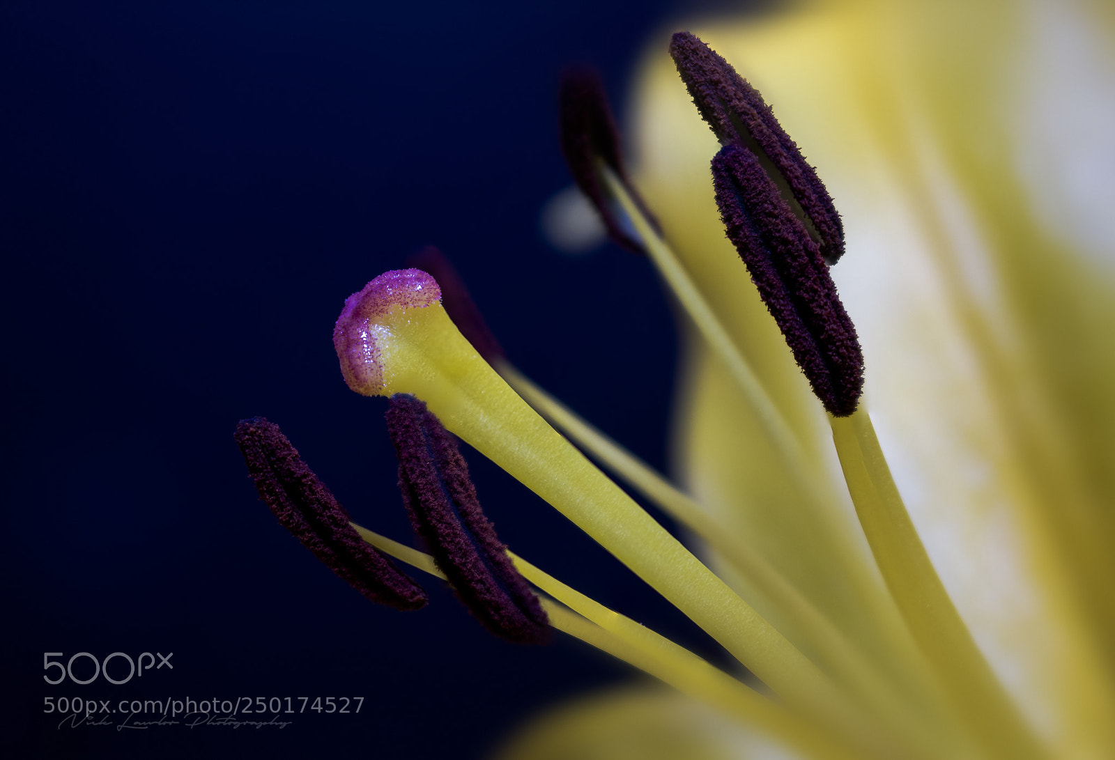 Canon EOS 80D sample photo. Macro lilly photography