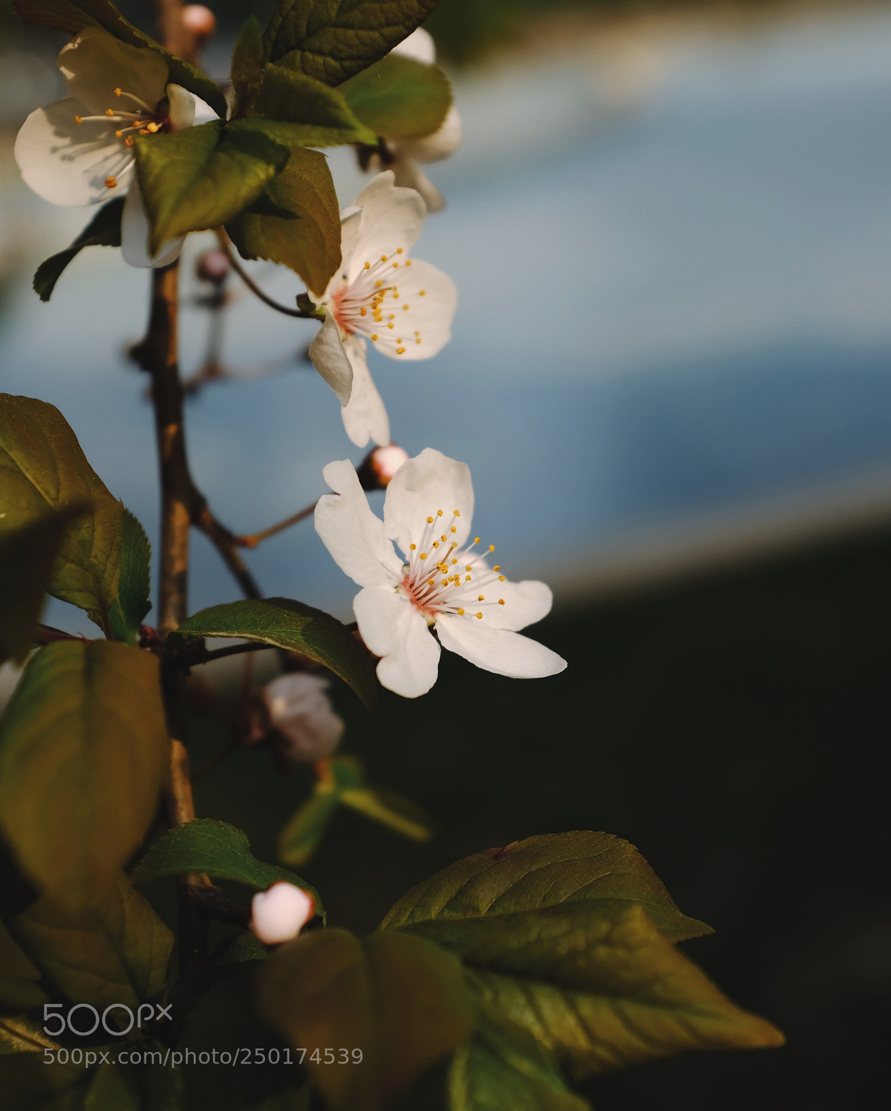 Fujifilm X100F sample photo. Untitled photography