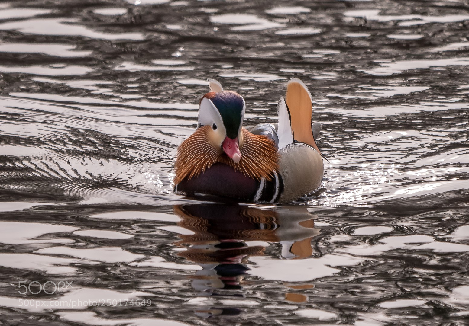 Panasonic Lumix DMC-GX85 (Lumix DMC-GX80 / Lumix DMC-GX7 Mark II) sample photo. Aix galericulata photography