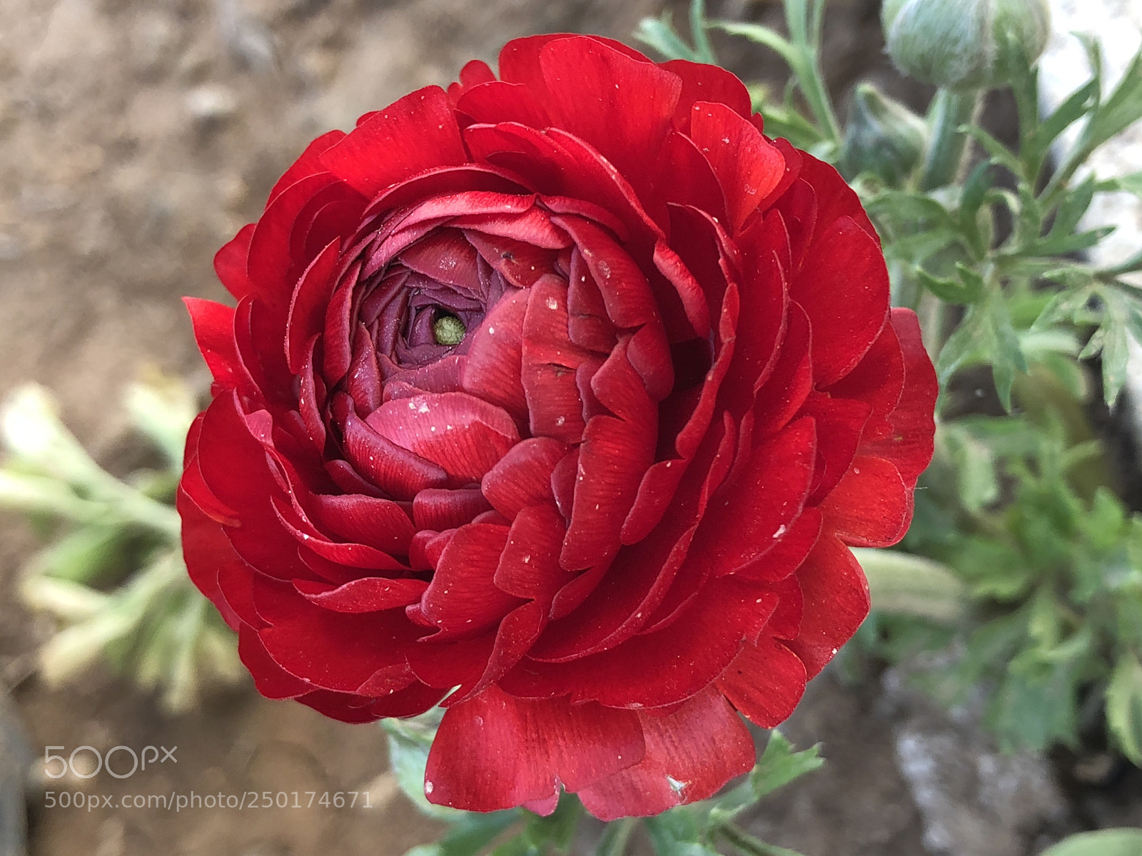 Apple iPhone 8 Plus sample photo. Red photography