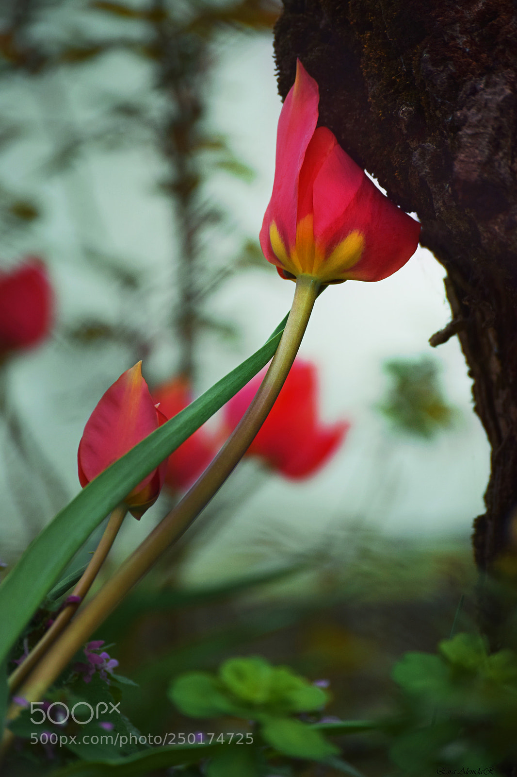 Nikon D3300 sample photo. Lale photography