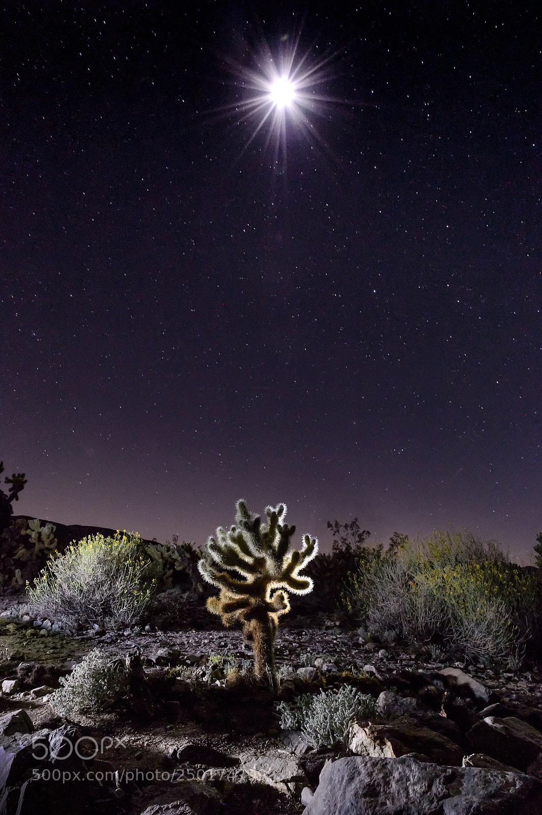 Nikon D4 sample photo. Lightpainting at choya gardens photography