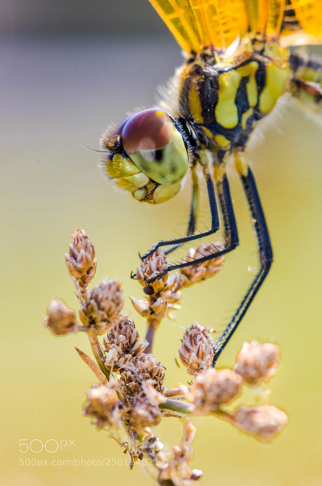 Nikon D7000 sample photo. Stop and smell the photography