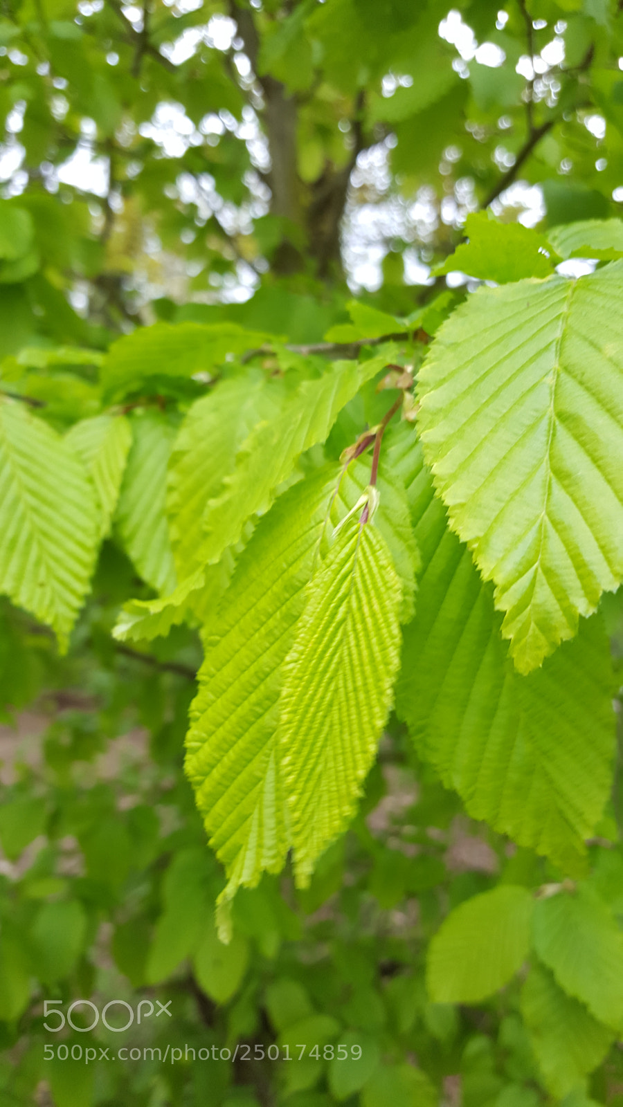 Samsung GALAXY S6 edge sample photo. Green leafs photography