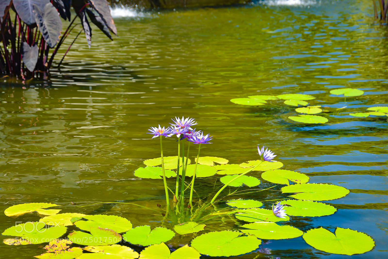 Nikon D600 sample photo. Water lilies photography