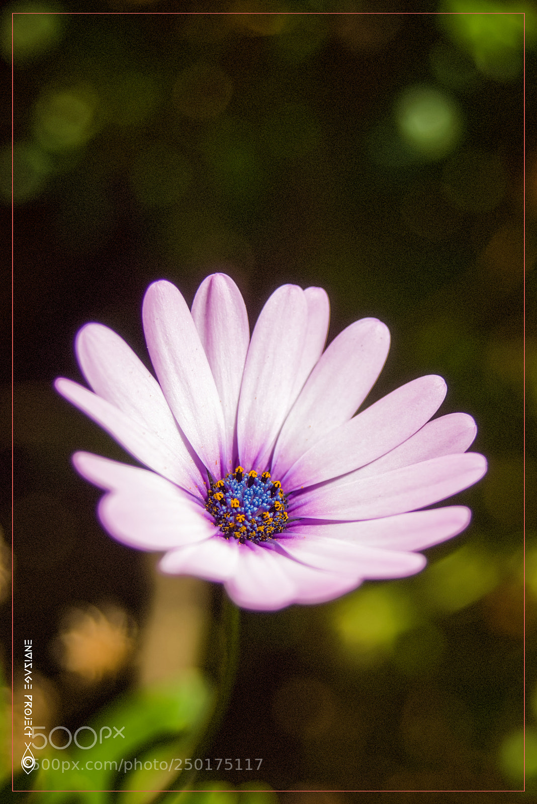 Sony a7R sample photo. Flower photography