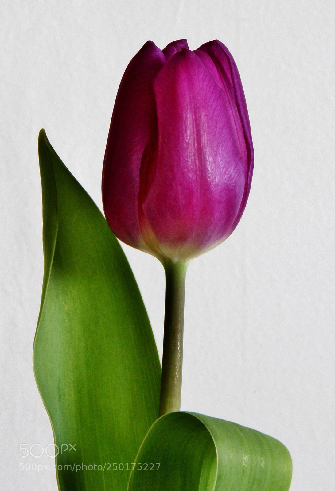 Canon EOS 60D sample photo. Purple tulip photography