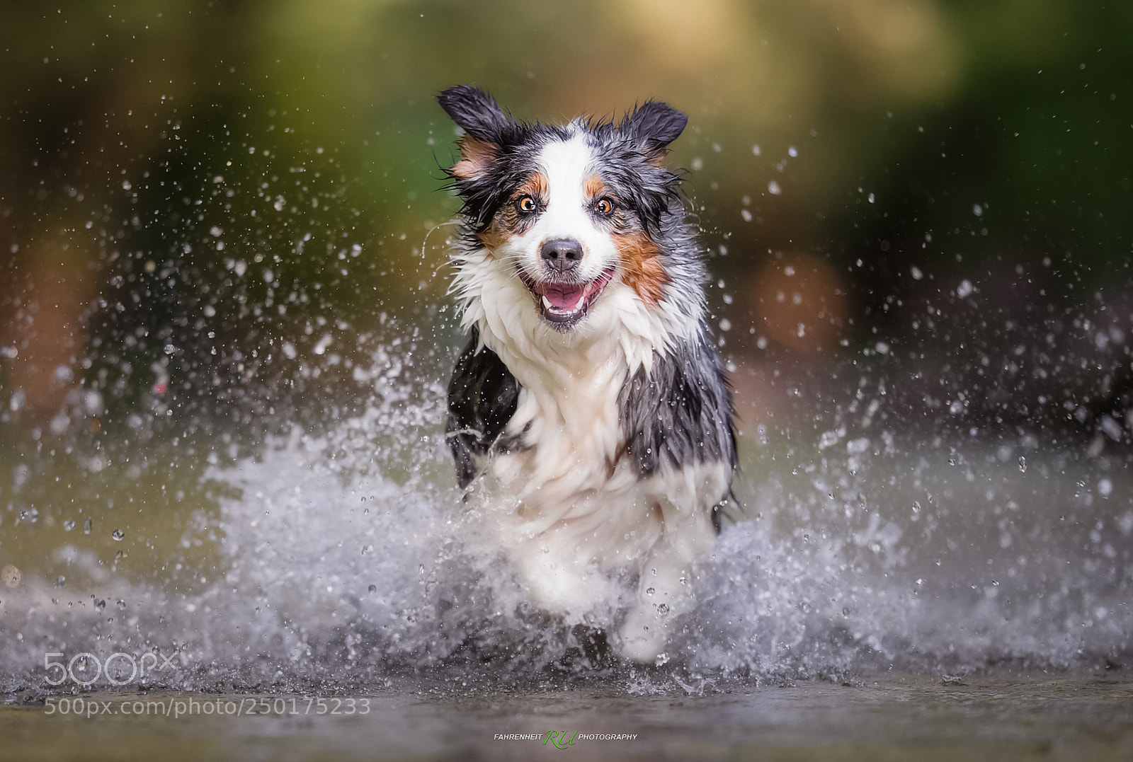 Canon EOS-1D X sample photo. Happy dog photography