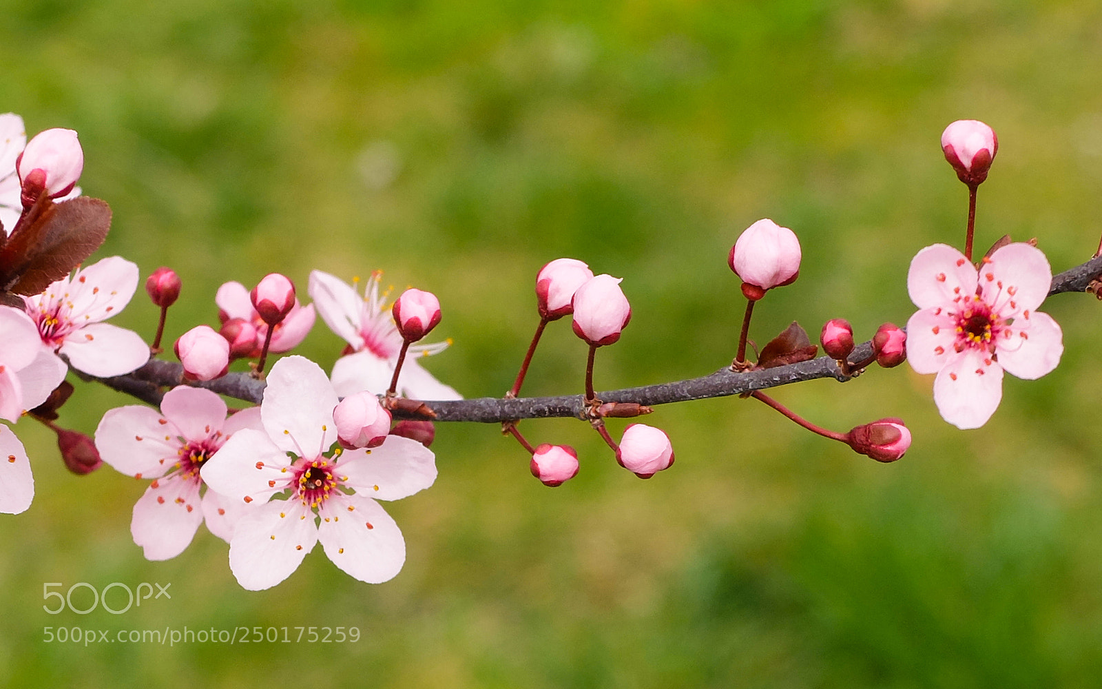 Fujifilm X20 sample photo. Spring photography
