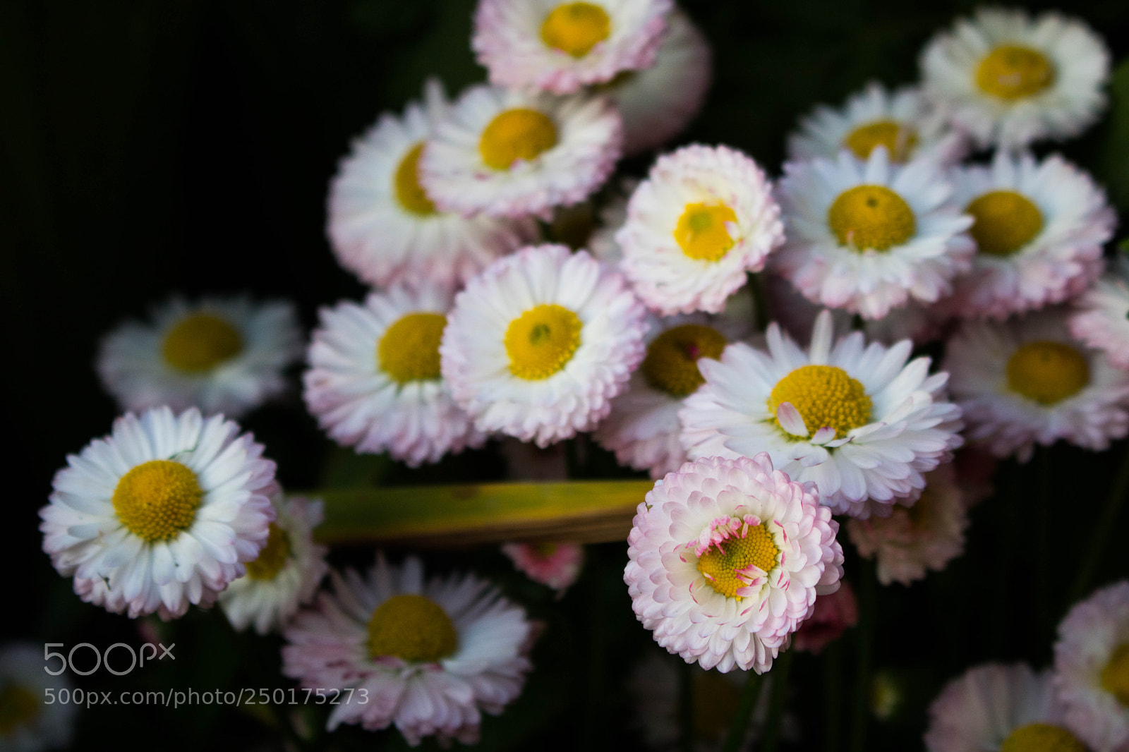 Canon EOS 760D (EOS Rebel T6s / EOS 8000D) sample photo. Flowers photography