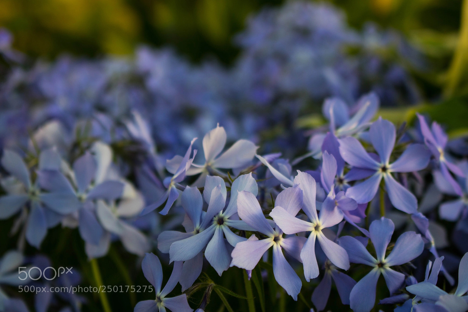 Canon EOS 760D (EOS Rebel T6s / EOS 8000D) sample photo. Flowers photography