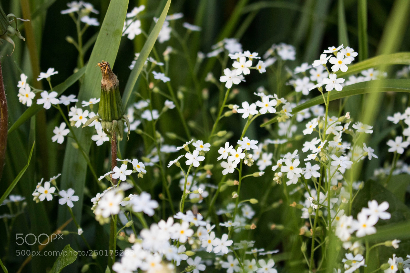Canon EOS 760D (EOS Rebel T6s / EOS 8000D) sample photo. Flowers photography