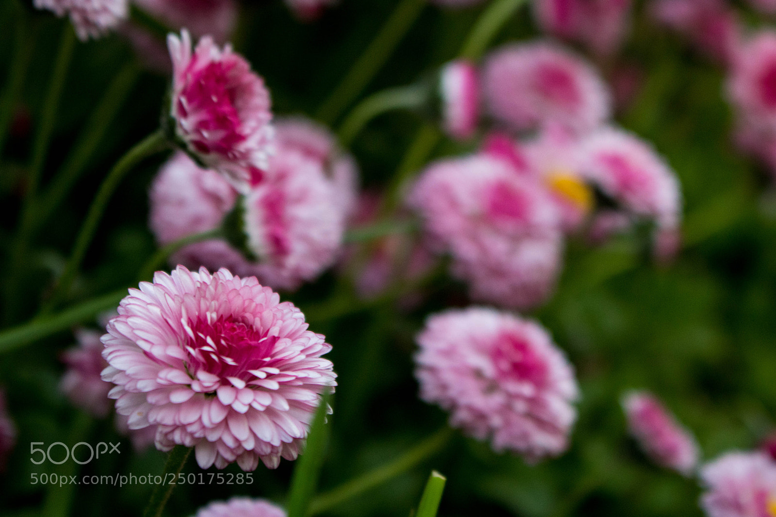 Canon EOS 760D (EOS Rebel T6s / EOS 8000D) sample photo. Flowers photography