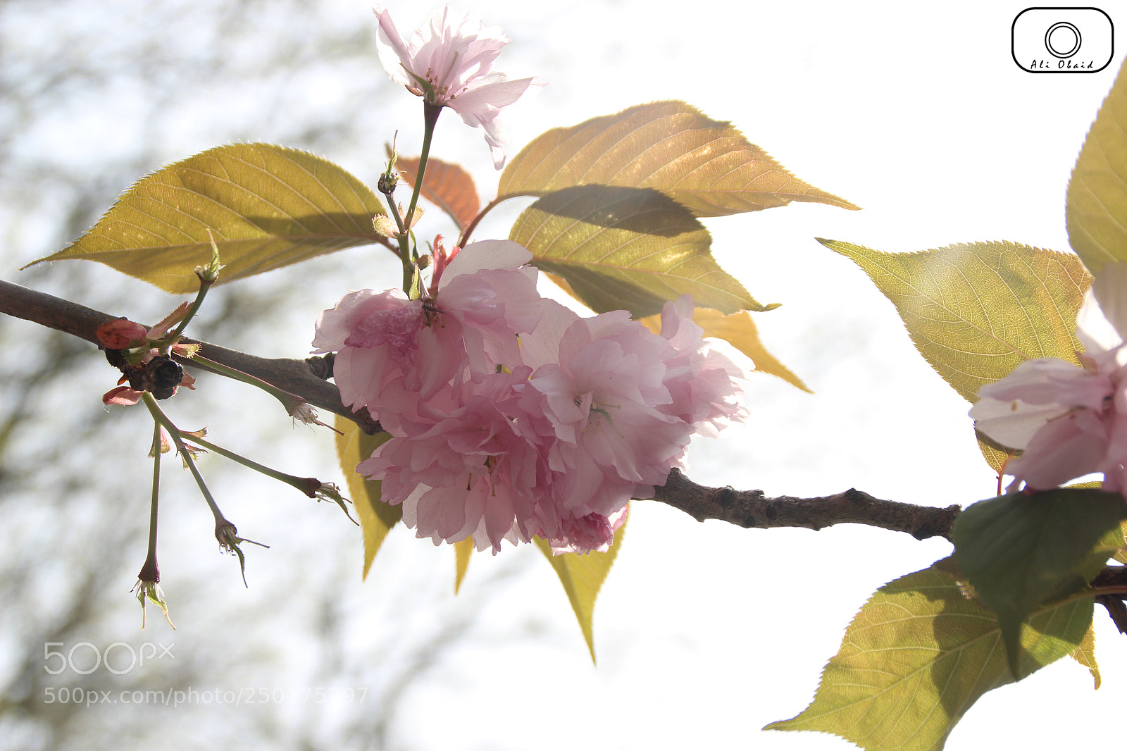 Canon EOS 1200D (EOS Rebel T5 / EOS Kiss X70 / EOS Hi) sample photo. Img photography