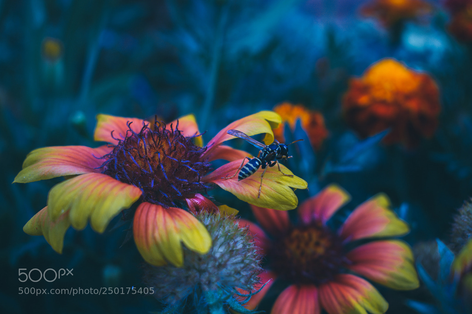 Nikon D5300 sample photo. Living among the flowers photography