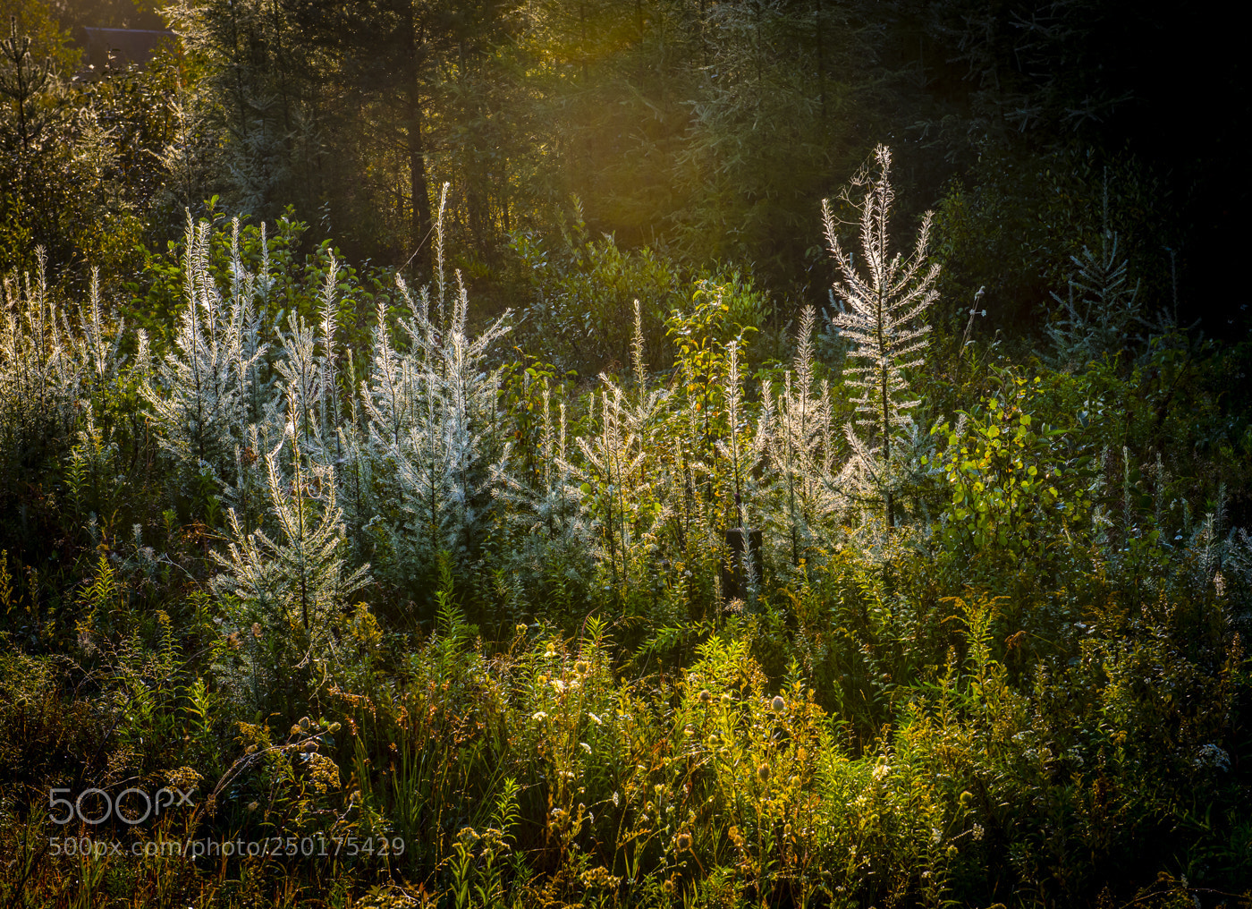 Nikon D800 sample photo. Frosty morning photography