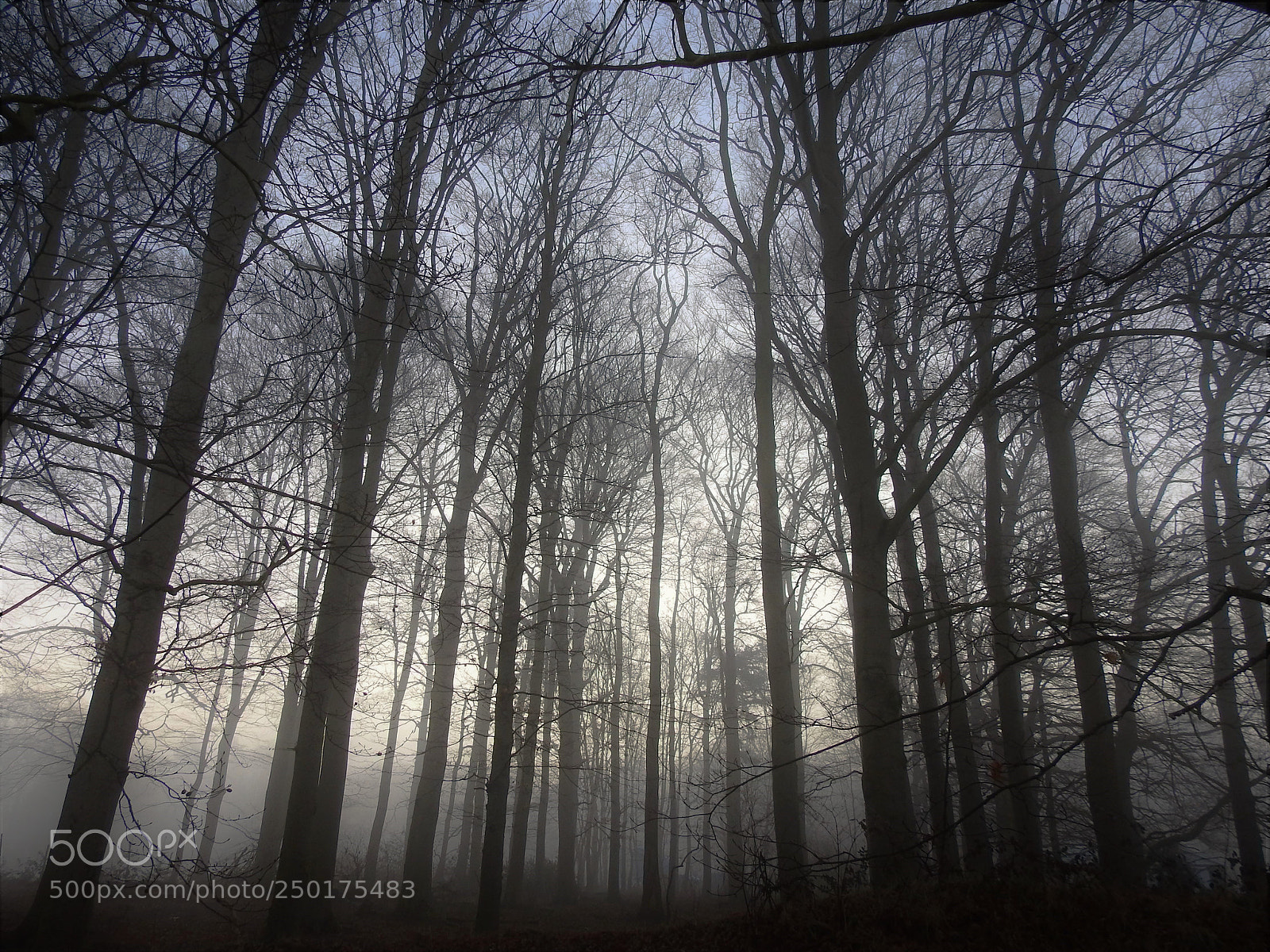 Nikon Coolpix P900 sample photo. Morning fog in winter... photography