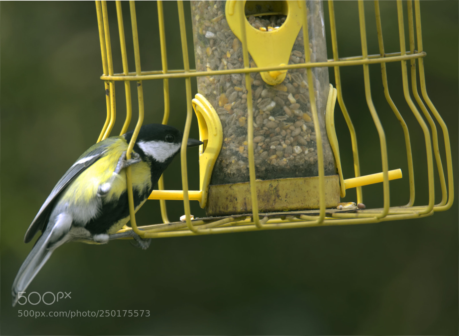 Nikon D7100 sample photo. Great tit feeding photography