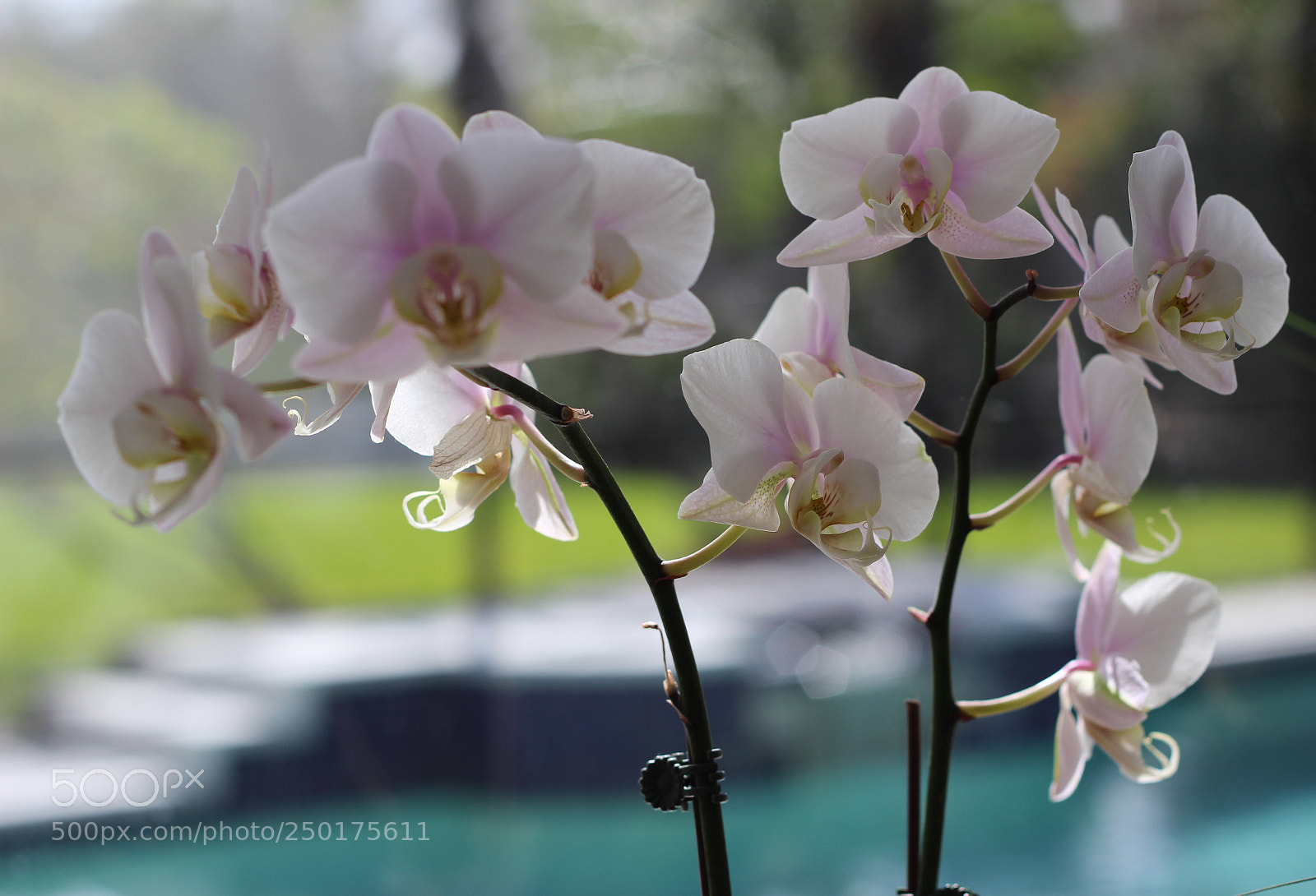 Canon EOS 600D (Rebel EOS T3i / EOS Kiss X5) sample photo. Orchids by the pool photography
