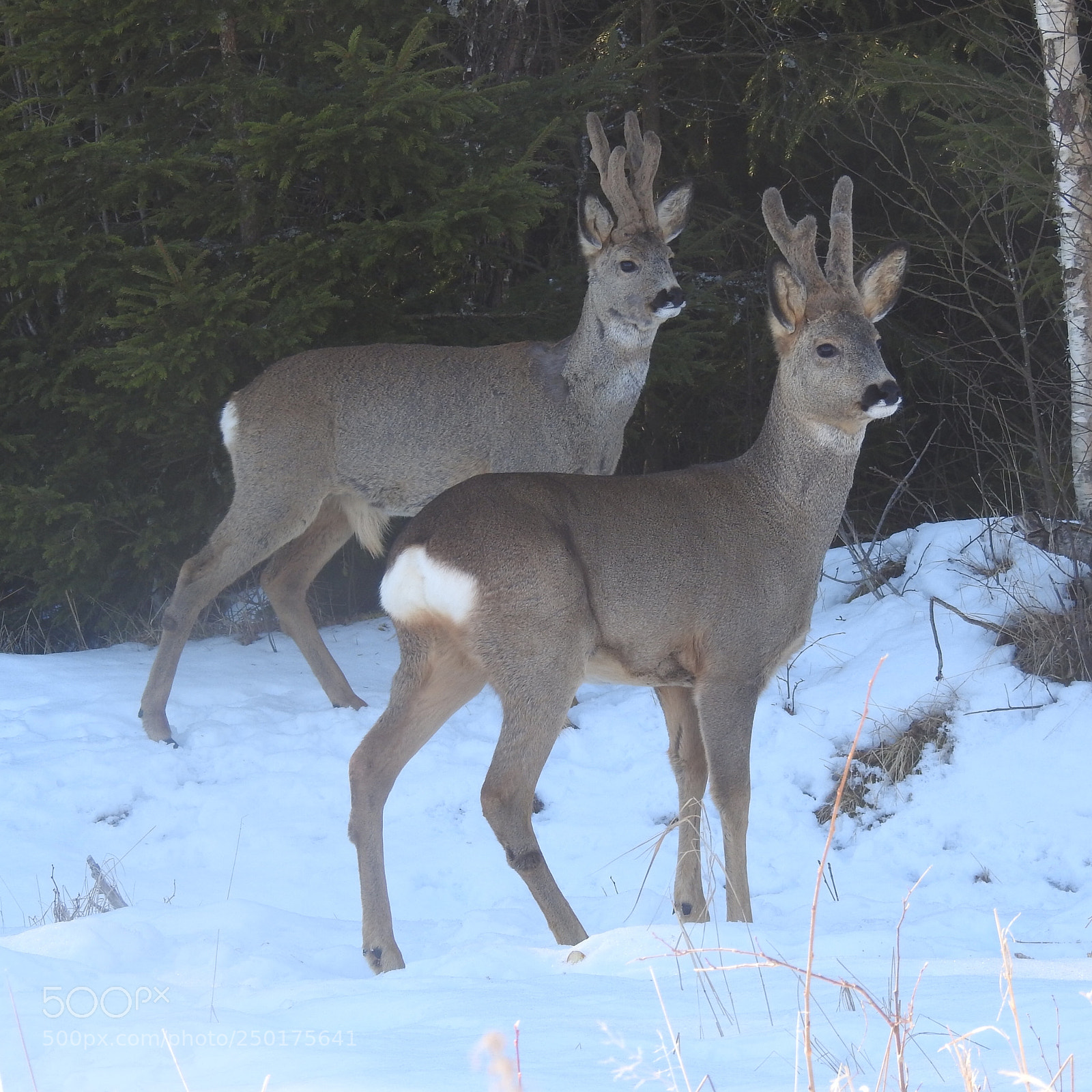 Nikon Coolpix P900 sample photo. Buck photography