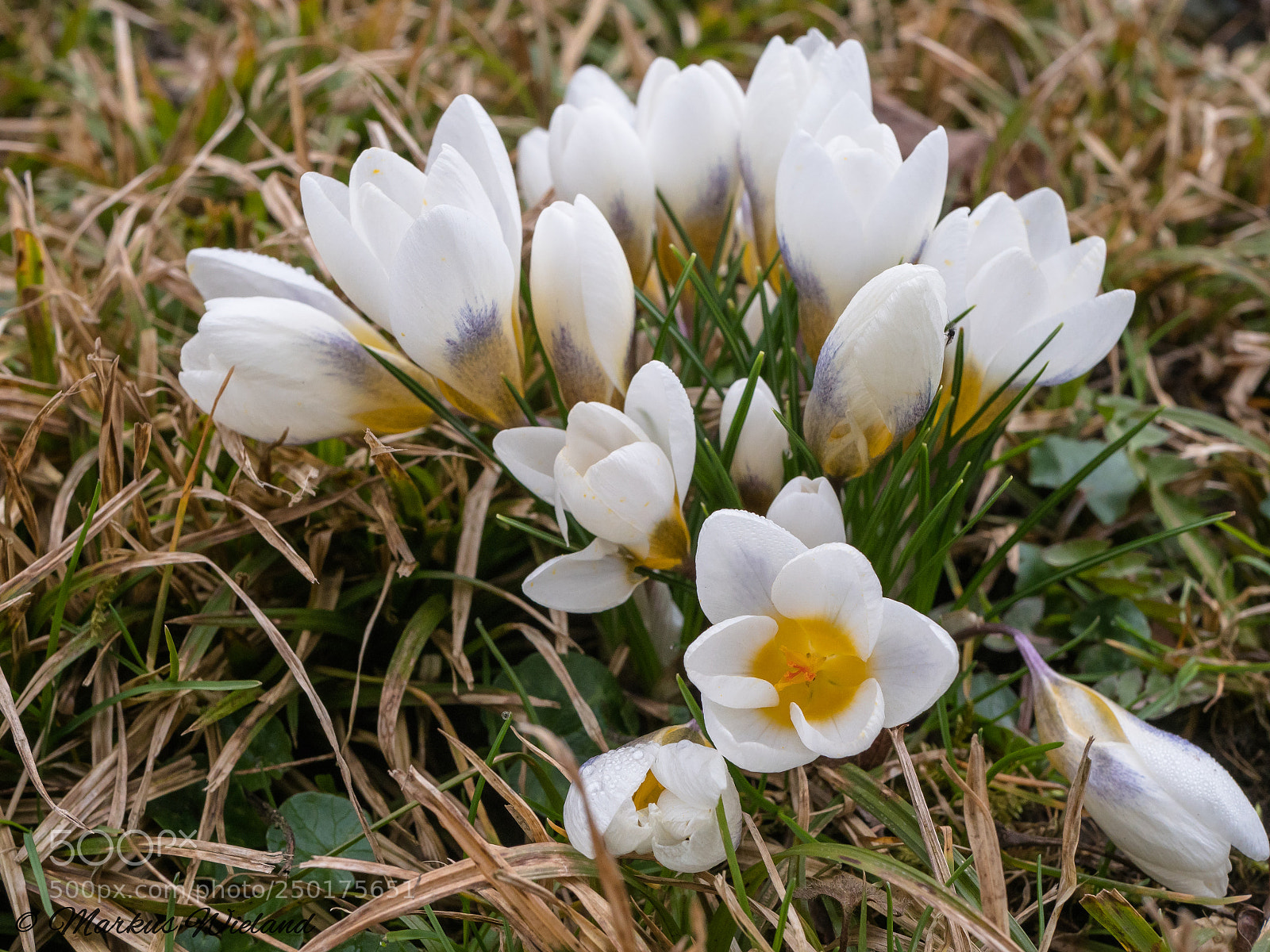 Panasonic Lumix DC-G9 sample photo. Blume am wegesrand photography