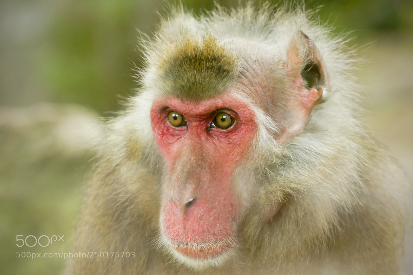 Sony SLT-A77 sample photo. Japanese macaque photography
