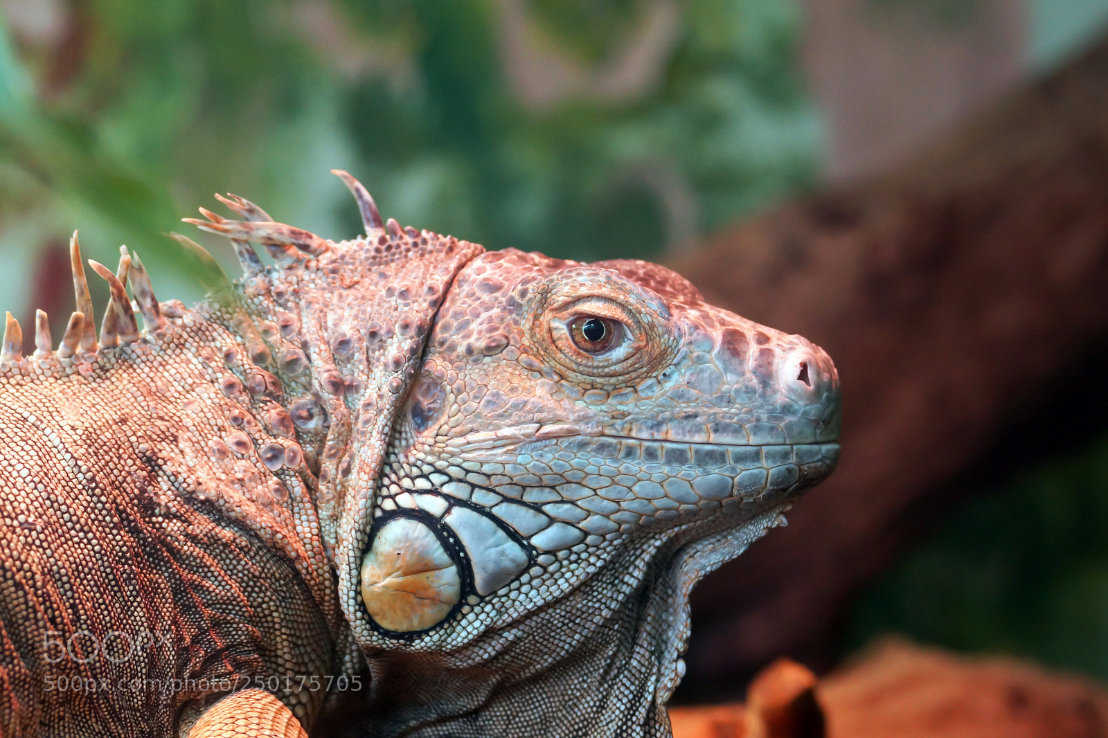Sony SLT-A77 sample photo. Iguana photography