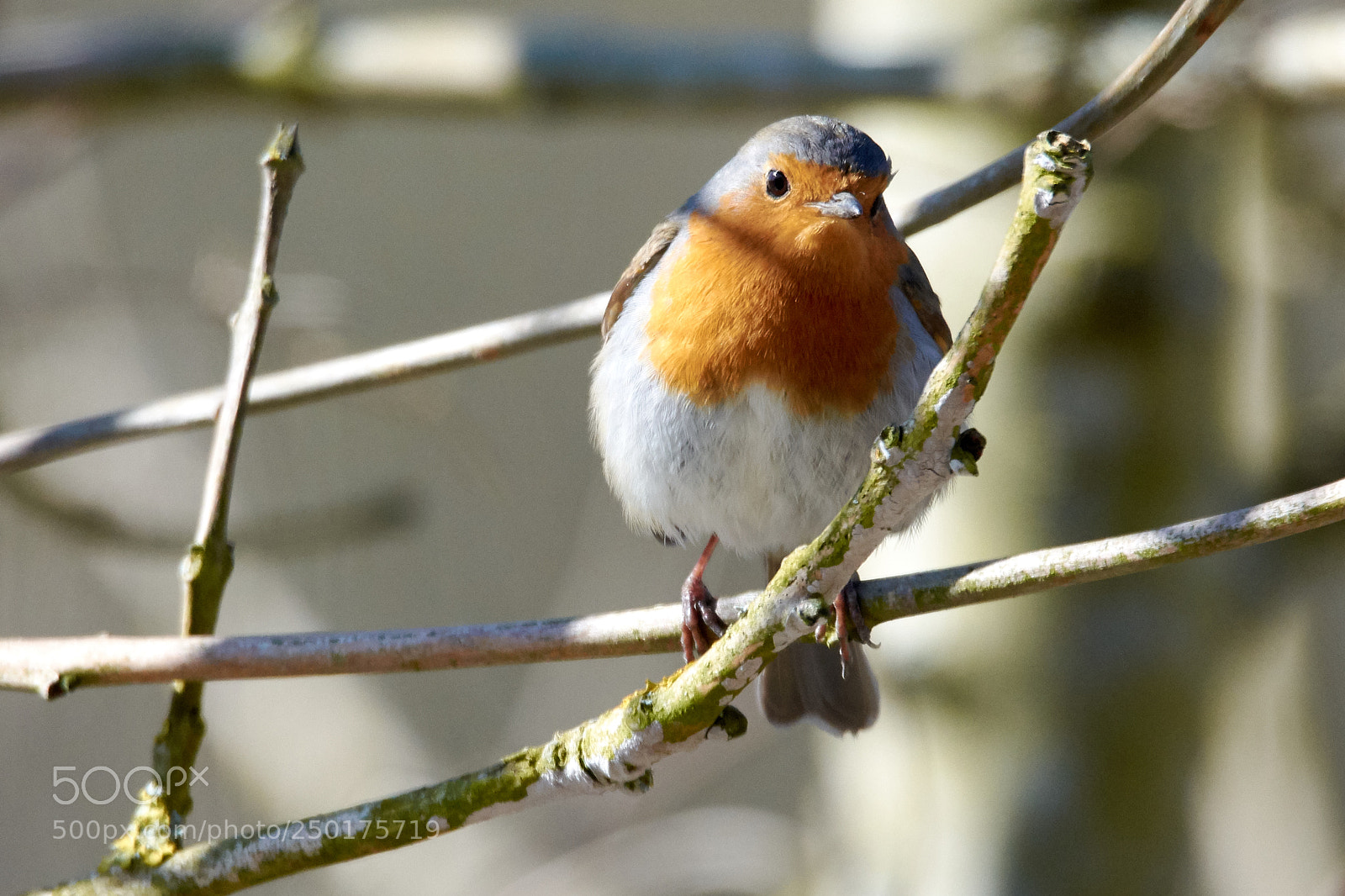 Nikon D7200 sample photo. Robin photography