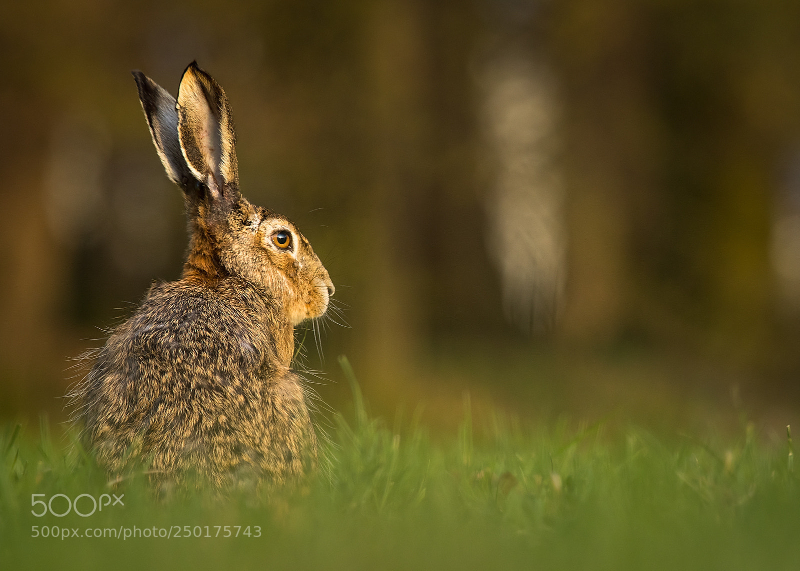 Canon EOS 7D Mark II sample photo. Hare photography