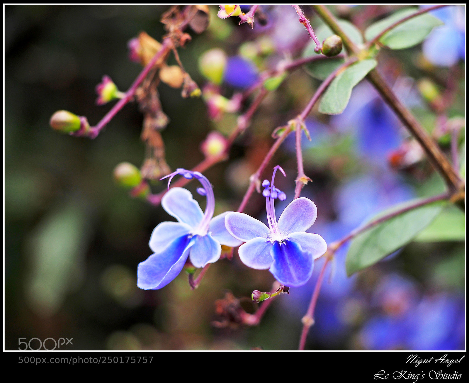 Olympus PEN E-PL6 sample photo. 比翼雙飛 • dancing together photography