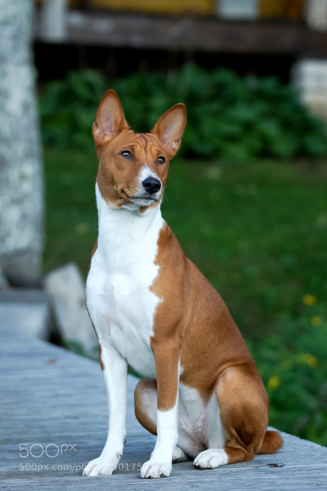 Sony SLT-A77 sample photo. Basenji photography