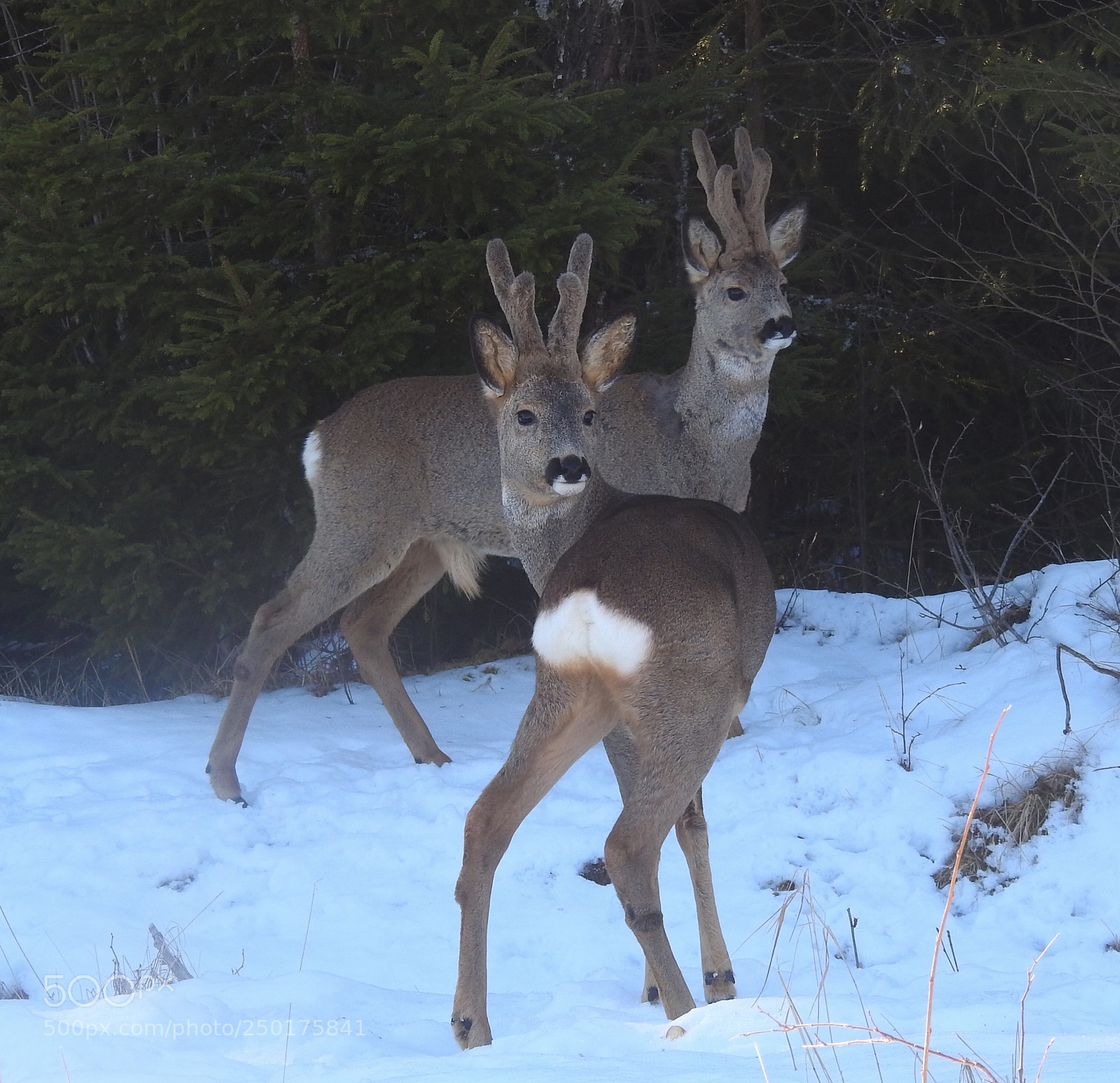 Nikon Coolpix P900 sample photo. Bucks photography