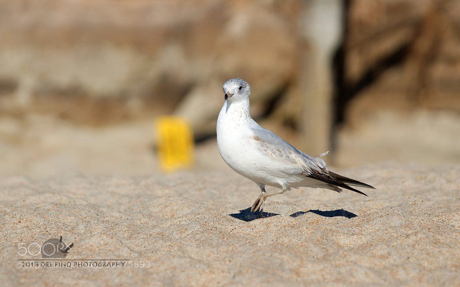 Canon EOS 1300D (EOS Rebel T6 / EOS Kiss X80) sample photo. Seagull passing by photography