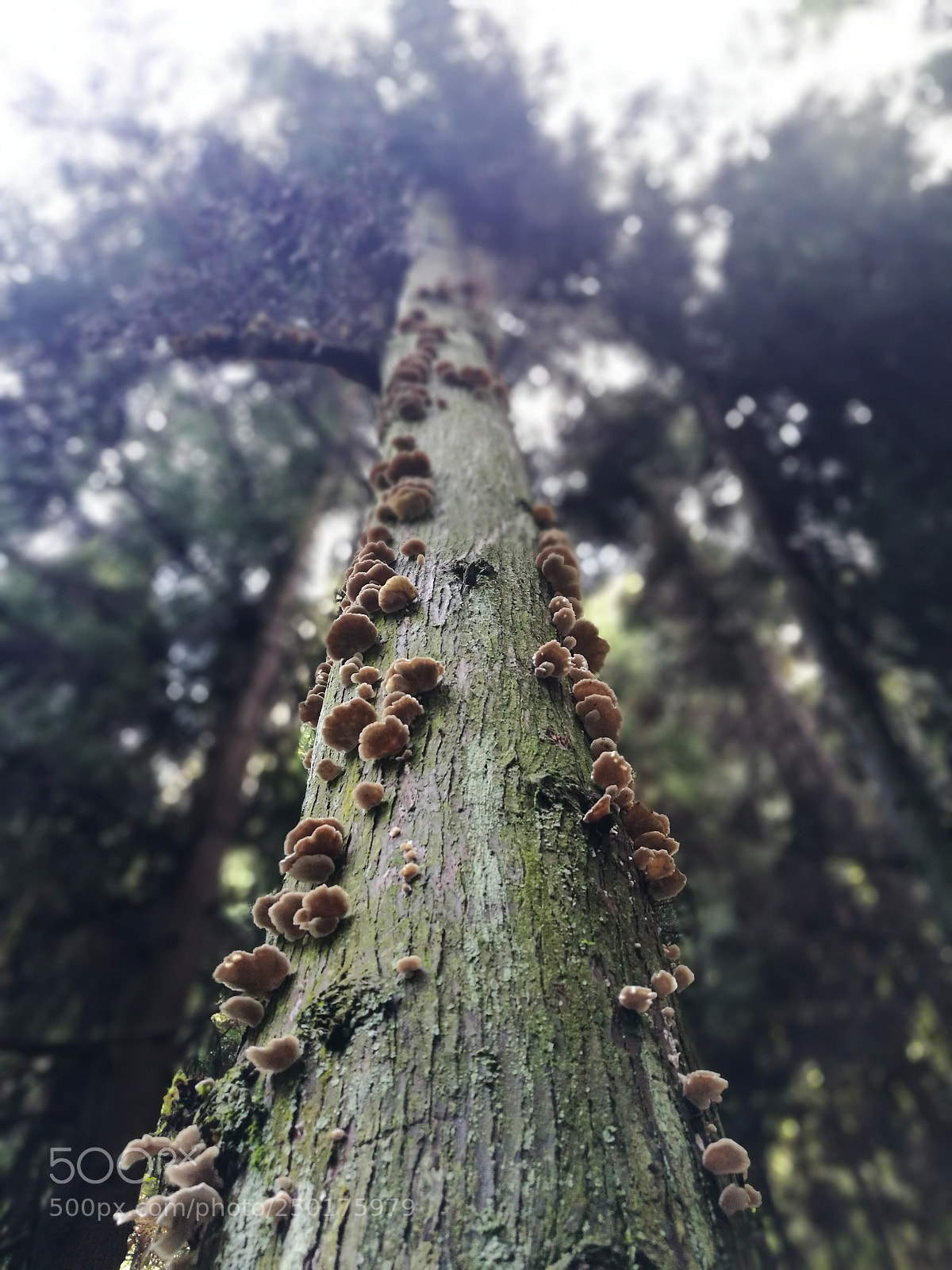HUAWEI P9 sample photo. Plant photography