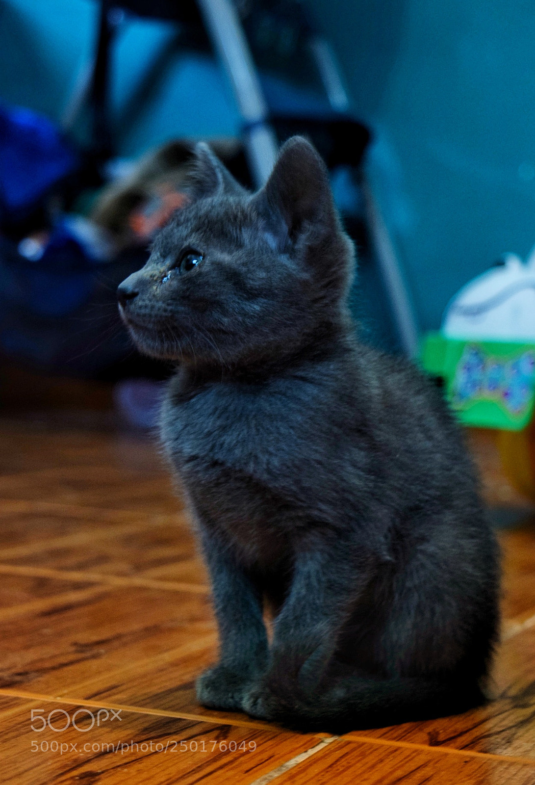 Nikon D5300 sample photo. Gatito gris photography